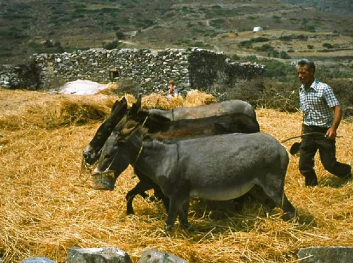 Το αλώνισμα