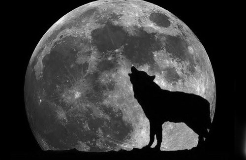 wolf 500x325